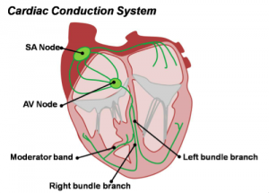 cardiac electrical system