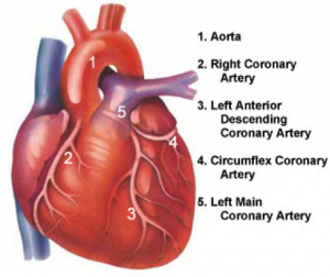 main coronary arteries